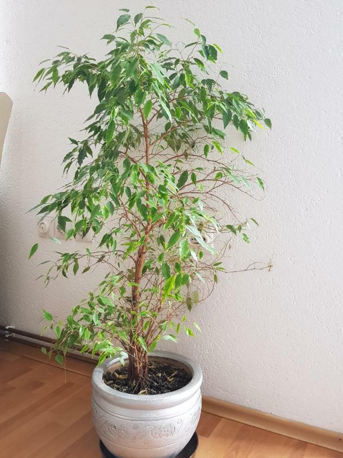 Visoko Homestay Buitenkant foto